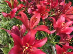 -南通洲际绿博园