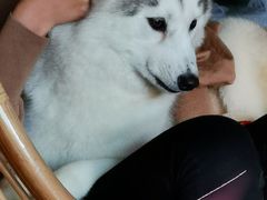 -Husky Go! 哈士奇体验馆·宠物咖啡厅狗咖