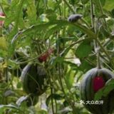 快来体验一下田园风光，只需65元。