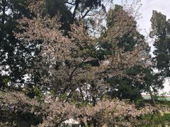 -武汉大学-樱园