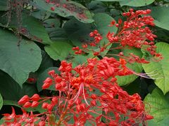 -东南花都花博园