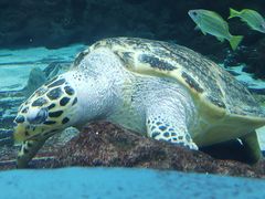 -上海海洋水族馆