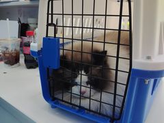 -萌兽医馆·宠物医院·猫骨科(创景店)