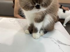 -喵园·猫主题咖啡厅·撸猫·猫咖(国贸店)