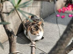-西园戒幢律寺