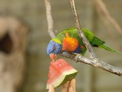 -费瑟代尔野生动物园