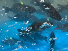 -麦德龙(张家港店)