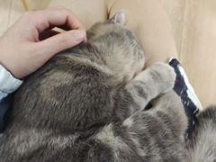 -猫咪派对(江南西店)