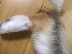 伟伟宠物医院-伟伟宠物医院·CT影像中心·瑞派犬猫综合性门诊(汉口总院)