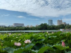 -莲花池公园