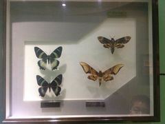 -上海昆虫博物馆