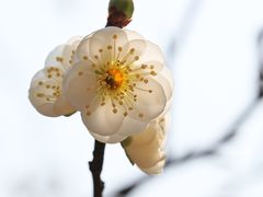 -无锡梅园公园
