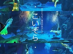 -海合安成都极地海洋公园