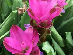-松山湖梦幻百花洲