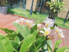 -素心小筑(后沙裕镇店)