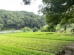 -龙坞茶村