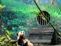 -中国大熊猫保护研究中心雅安碧峰峡基地