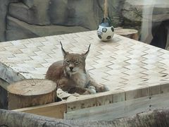 -青藏高原野生动物园