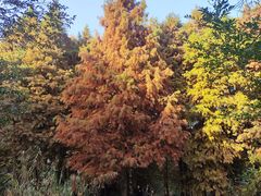 -溱湖国家湿地公园