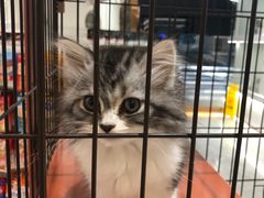 -1013 PET SHOP精品宠物商店(丁香店)