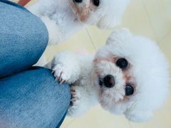 -喵宠乐园·撸猫互动·猫舍