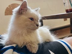 -楼上猫咖(罗湖店)