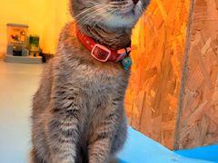 -猫色咖啡·猫咖