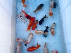 -华声天桥民俗文化园