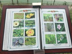 -东莞植物园