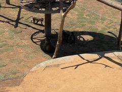 -西霞口神雕山野生动物世界