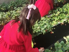 -昌平兴寿秀秀草莓采摘园