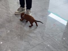 -安安宠医·臻爱宠物医院·宠保定点(营门口路分院)