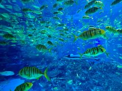 -海合安成都极地海洋公园