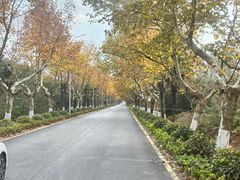 -海上花岛玫瑰园采摘