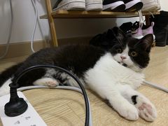 -柚子猫舍·精品猫舍购猫·猫咪认养·购宠·宠物店