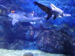 -烟台海昌鲸鲨海洋公园