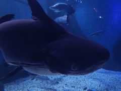 -多彩贵州城极地海洋世界