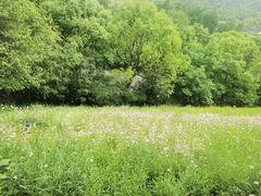 -西湖风景区-江洋畈生态公园