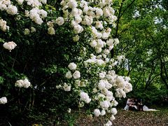 -上海共青森林公园