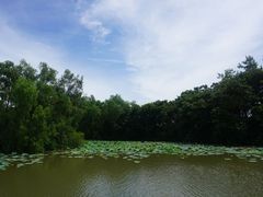 -大湾区中央湿地公园