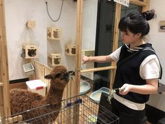 -猫色咖啡·猫咖