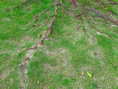 -眉山湿地公园(东坡区)