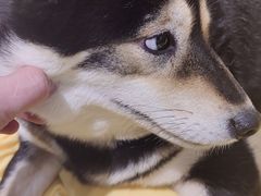 -逗柴咖啡屋·狗咖猫咖宠物桌游