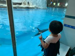 -帝企鹅自助餐厅•儿童岛•真企鹅(长隆企鹅酒店)