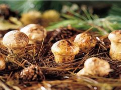 野生松茸汤-庆岭迎宾园正宗活鱼馆