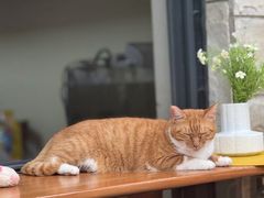 -麦当劳(北京大兴机场二层国内到达(安检外)店)