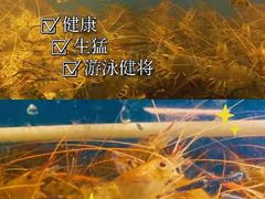 -正宗台湾胡椒蝦(愉景新时代广场店)