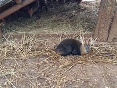 -昆明动物园