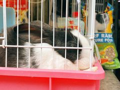 -青石桥花鸟鱼虫市场(叠翠城店)