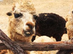 -泉州海丝野生动物世界